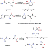 Graphical abstract: Spontaneous conversions of glutamine, histidine and arginine into α-hydroxycarboxylates with NH4VO3 or V2O5