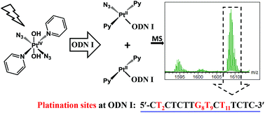 Graphical abstract: Reactions of a photoactivatable diazido Pt(iv) anticancer complex with a single-stranded oligodeoxynucleotide