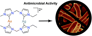 Graphical abstract: Synthesis, conformational analysis and antibacterial activity of Au(i)–Ag(i) and Au(i)–Hg(ii) heterobimetallic N-heterocyclic carbene complexes