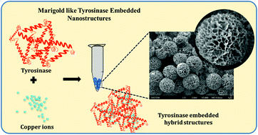 Graphical abstract: Marigold-like tyrosinase-embedded nanostructures—a nano-in-micro system