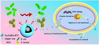 Graphical abstract: Superior antibacterial activity of Fe3O4@copper(ii) metal–organic framework core–shell magnetic microspheres