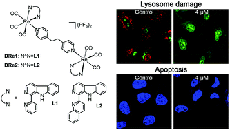 Graphical abstract: Dinuclear phosphorescent rhenium(i) complexes as potential anticancer and photodynamic therapy agents