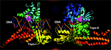 Graphical abstract: DNA topoisomerases as additional targets for anticancer monofunctional platinum(ii) complexes