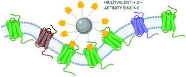 Graphical abstract: Multivalency in CXCR4 chemokine receptor targeted iron oxide nanoparticles