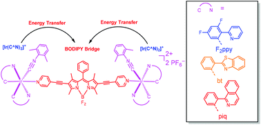 Graphical abstract: Bimetallic cyclometalated iridium complexes bridged by a BODIPY linker