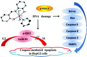 Graphical abstract: A cytotoxic nitrido-osmium(vi) complex induces caspase-mediated apoptosis in HepG2 cancer cells
