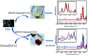 Graphical abstract: Direct dissolution of UO2 in carboxyl-functionalized ionic liquids in the presence or absence of Fe-containing ionic liquids
