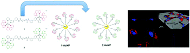 Graphical abstract: Functionalisation of gold nanoparticles with ruthenium(ii) polypyridyl complexes for their application in cellular imaging