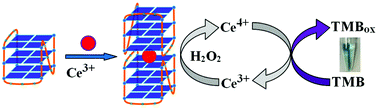 Graphical abstract: Metalloenzyme-mimic innate G-quadruplex DNAzymes using directly coordinated metal ions as active centers