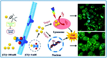 Graphical abstract: Luminescent naphthalimide-tagged ruthenium(ii)–arene complexes: cellular imaging, photocytotoxicity and transferrin binding