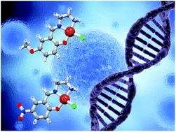 Graphical abstract: From solid state to in vitro anticancer activity of copper(ii) compounds with electronically-modulated NNO Schiff base ligands