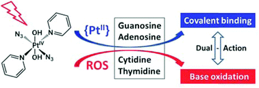 Graphical abstract: Photoactivatable diazido Pt(iv) anticancer complex can bind to and oxidize all four nucleosides