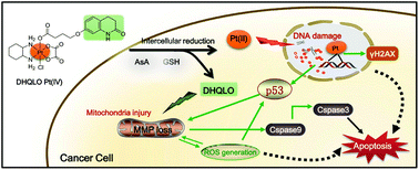 Graphical abstract: Design, synthesis and biological evaluation of dihydro-2-quinolone platinum(iv) hybrids as antitumor agents displaying mitochondria injury and DNA damage mechanism