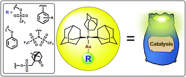 Graphical abstract: Synthesis, reactivity and catalytic activity of Au-PAd3 complexes