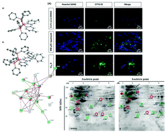 Graphical abstract: Cu(i) complexes as new antiproliferative agents against sensitive and doxorubicin resistant colorectal cancer cells: synthesis, characterization, and mechanisms of action