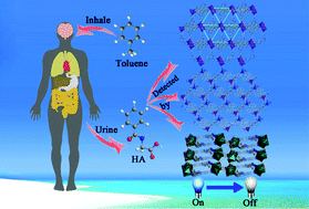 Graphical abstract: Water-stable Cd(ii)/Zn(ii) coordination polymers as recyclable luminescent sensors for detecting hippuric acid in simulated urine for indexing toluene exposure with high selectivity, sensitivity and fast response