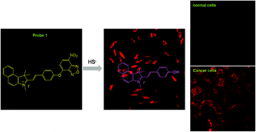 Graphical abstract: A cancer cell-specific benzoxadiazole-based fluorescent probe for hydrogen sulfide detection in mitochondria