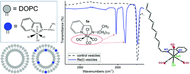 Graphical abstract: Lipophilic Re(CO)3pyca complexes for Mid-IR imaging applications