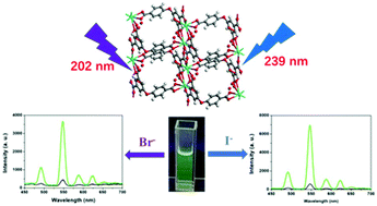 Graphical abstract: A terbium(iii) lanthanide–organic framework as a selective and sensitive iodide/bromide sensor in aqueous medium