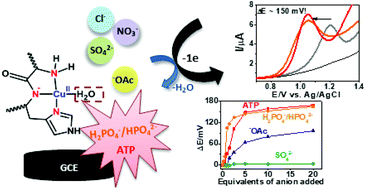 Graphical abstract: Copper(ii) complex of N-truncated amyloid-β peptide bearing a His-2 motif as a potential receptor for phosphate anions