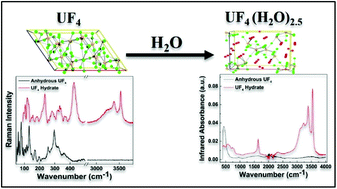 Graphical abstract: Characterizing the solid hydrolysis product, UF4(H2O)2.5, generated from neat water reactions with UF4 at room temperature