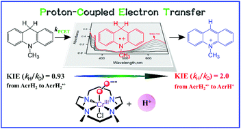 Graphical abstract: Acid-promoted hydride transfer from an NADH analogue to a Cr(iii)–superoxo complex via a proton-coupled hydrogen atom transfer