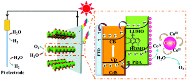 Graphical abstract: A uniformly decorated and photostable polydopamine–organic semiconductor to boost the photoelectrochemical water splitting performance of CdS photoanodes