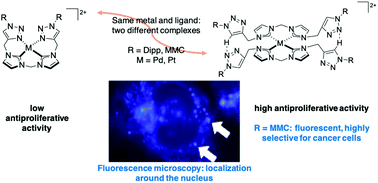 Graphical abstract: Fluorescent palladium(ii) and platinum(ii) NHC/1,2,3-triazole complexes: antiproliferative activity and selectivity against cancer cells