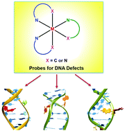 Graphical abstract: Structural insights into the recognition of DNA defects by small molecules