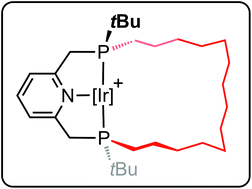 Graphical abstract: Synthesis and reactivity of iridium complexes of a macrocyclic PNP pincer ligand