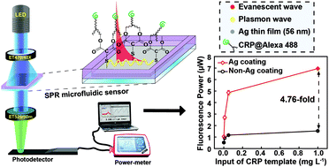 Graphical abstract: Metal-enhanced sensing platform for the highly sensitive detection of C-reactive protein antibody and rhodamine B with applications in cardiovascular diseases and food safety
