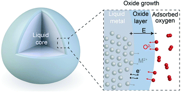 Graphical abstract: An exploration into two-dimensional metal oxides, and other 2D materials, synthesised via liquid metal printing and transfer techniques