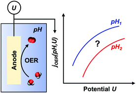 Graphical abstract: Microkinetic model for pH- and potential-dependent oxygen evolution during water splitting on Fe-doped β-NiOOH