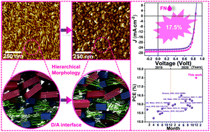 Graphical abstract: Additive-induced miscibility regulation and hierarchical morphology enable 17.5% binary organic solar cells