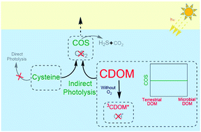Graphical abstract: Influence of dissolved organic matter on carbonyl sulfide and carbon disulfide formation from cysteine during sunlight photolysis