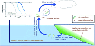 Graphical abstract: Concentrations and properties of ice nucleating substances in exudates from Antarctic sea-ice diatoms