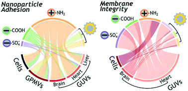 Graphical abstract: Effect of protein corona on nanoparticle–plasma membrane and nanoparticle–biomimetic membrane interactions