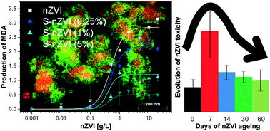 Graphical abstract: Environmental fate of sulfidated nZVI particles: the interplay of nanoparticle corrosion and toxicity during aging