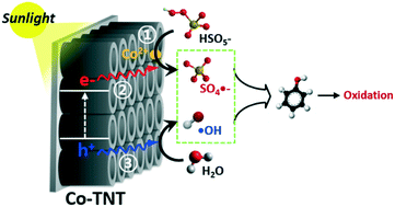 Graphical abstract: Peroxymonosulfate (PMS) activation on cobalt-doped TiO2 nanotubes: degradation of organics under dark and solar light irradiation conditions