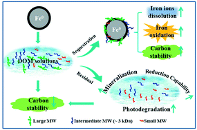 Graphical abstract: Nanoparticulate zero valent iron interaction with dissolved organic matter impacts iron transformation and organic carbon stability