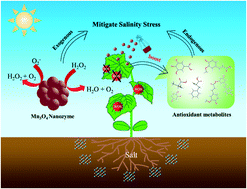 Graphical abstract: Mn3O4 nanozymes boost endogenous antioxidant metabolites in cucumber (Cucumis sativus) plant and enhance resistance to salinity stress