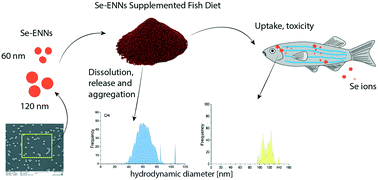 Graphical abstract: Engineered nanoselenium supplemented fish diet: toxicity comparison with ionic selenium and stability against particle dissolution, aggregation and release