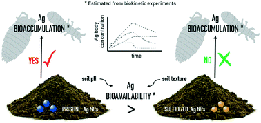 Graphical abstract: Comparative biokinetics of pristine and sulfidized Ag nanoparticles in two arthropod species exposed to different field soils