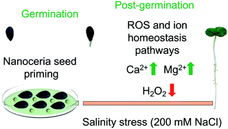 Graphical abstract: Emerging investigator series: molecular mechanisms of plant salinity stress tolerance improvement by seed priming with cerium oxide nanoparticles