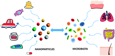 Graphical abstract: Interplay between engineered nanomaterials and microbiota