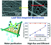 Graphical abstract: Leaf vein-inspired microfiltration membrane based on ultrathin nanonetworks