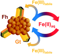 Graphical abstract: Nanoscale observations of Fe(ii)-induced ferrihydrite transformation
