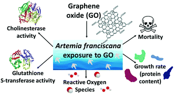Graphical abstract: Ecotoxicological impact of graphene oxide: toxic effects on the model organism Artemia franciscana