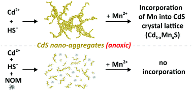 Graphical abstract: Effects of natural organic matter (NOM), metal-to-sulfide ratio and Mn2+ on cadmium sulfide nanoparticle growth and colloidal stability