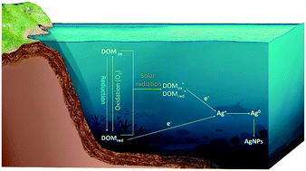 Graphical abstract: Reduction of silver ions to form silver nanoparticles by redox-active organic molecules: coupled impact of the redox state and environmental factors